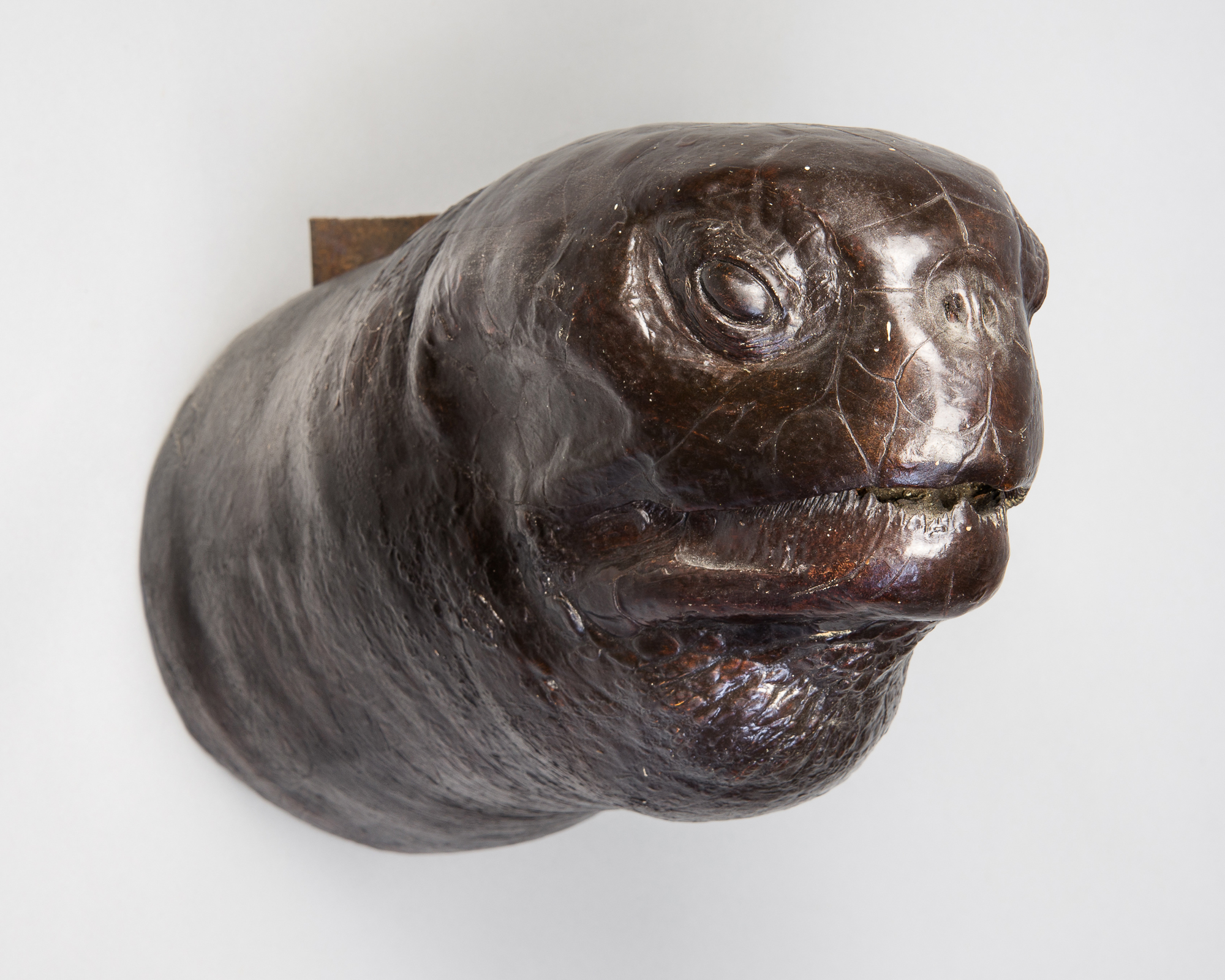 A LATE 19TH CENTURY TAXIDERMY TURTLE HEAD. (d 33cm)