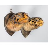 A PAIR OF LATE 19TH/EARLY 20TH CENTURY TAXIDERMY TURTLE HEADS MOUNTED UPON OAK SHIELDS.