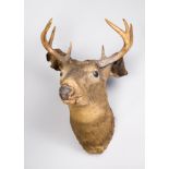 A LATE 19TH/EARLY 20TH CENTURY TAXIDERMY STAG HEAD.