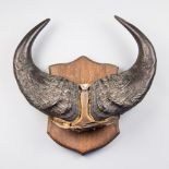 A LATE 19TH/EARLY 20TH CENTURY SET OF DWARF FOREST BUFFALO HORNS UPON OAK SHIELD. (h 44cm x w 44cm)