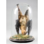 A LATE 19TH/EARLY 20TH CENTURY TAXIDERMY FRUIT BAT UNDER GLASS DOME.