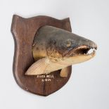 A 20TH CENTURY TAXIDERMY FISH HEAD UPON OAK SHIELD.