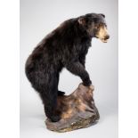 A 20TH CENTURY TAXIDERMY FULL MOUNT BLACK BEAR. (h 127cm x w 94cm x d 72cm) Condition: bear is in