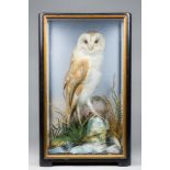 JAMES HUTCHINGS, A LATE 19TH CENTURY TAXIDERMY BARN OWL Mounted in a glazed case with a naturalistic