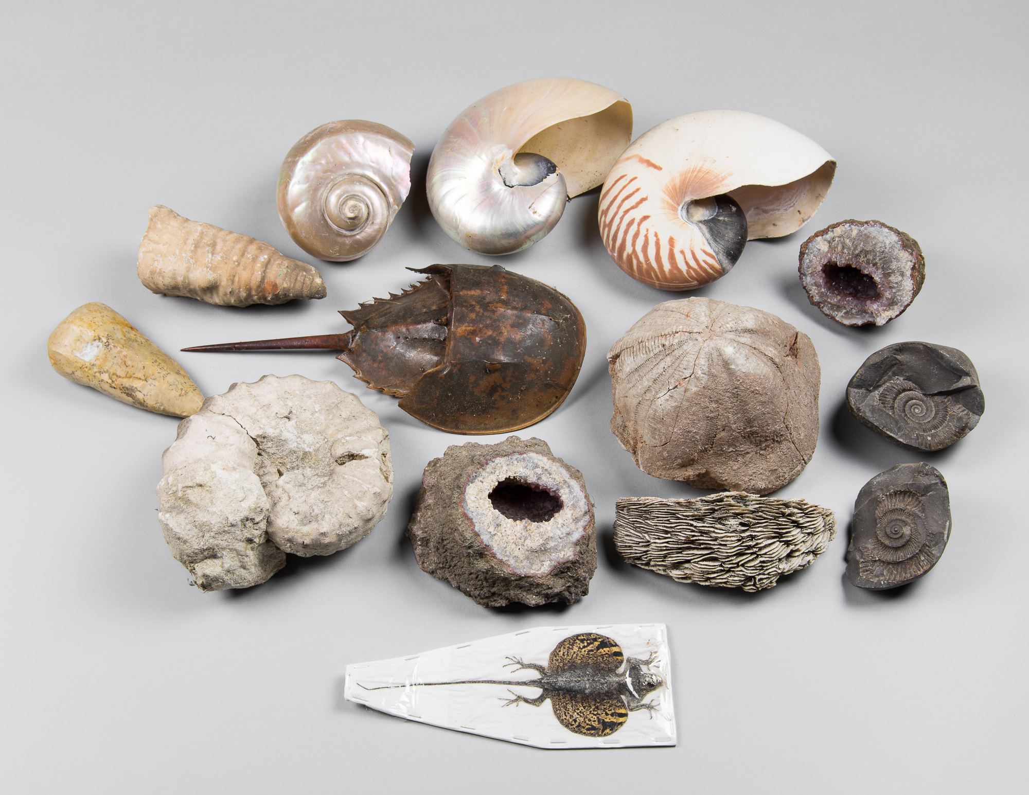A COLLECTION OF FOSSILS, SEASHELLS AND OTHER SPECIMENS.