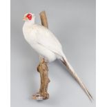 A 20TH CENTURY TAXIDERMY WHITE PHEASANT MOUNTED UPON A BRANCH.