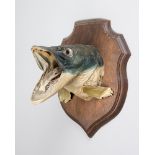 A 20TH CENTURY TAXIDERMY FISH HEAD UPON OAK SHIELD.