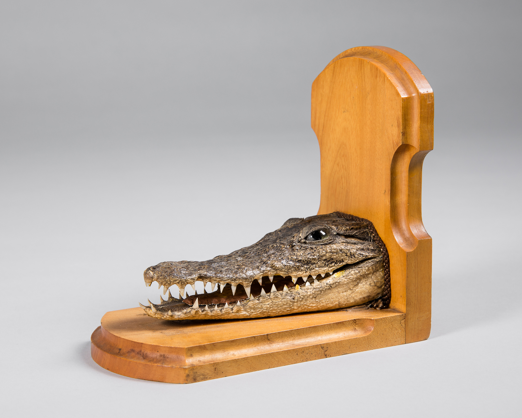 A 20TH CENTURY TAXIDERMY ALLIGATOR BOOKEND. (h 19cm x w 20cm x d 12cm)