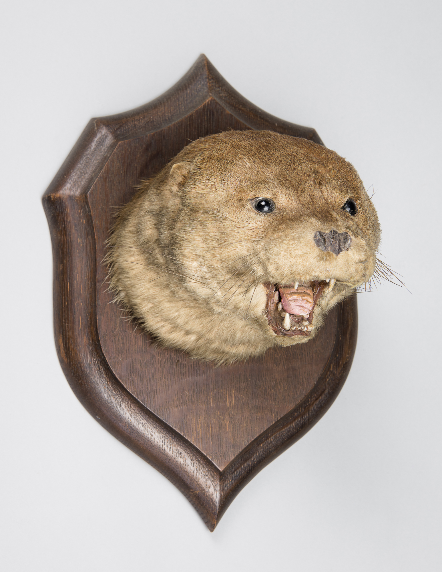 ROWLAND WARD, AN EARLY 20TH CENTURY TAXIDERMY OTTER HEAD UPON OAK SHIELD.