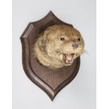 ROWLAND WARD, AN EARLY 20TH CENTURY TAXIDERMY OTTER HEAD UPON OAK SHIELD.