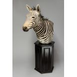 A 20TH CENTURY TAXIDERMY BURCHELL'S ZEBRA PEDESTAL MOUNT. (h 184cm x w 50cm x d 110cm)