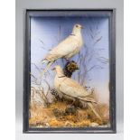 A LATE 19TH/EARLY 20TH CENTURY TAXIDERMY PAIR OF COLLARED DOVES Mounted in a glazed case with a