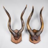 A LATE 19TH/EARLY 20TH CENTURY PAIR OF MOUNTED NAYALA AND SITATUNGA HORNS UPON OAK SHIELDS. (h 76cm)