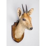 EDWARD GERRARD & SONS, A LATE 19TH/EARLY 20TH CENTURY TAXIDERMY DUIKER HEAD UPON OAK SHIELD.