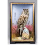 JAMES HUTCHINGS, A LATE 19TH CENTURY TAXIDERMY LONG-EARED OWL Mounted in a glazed case with a