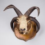 A LATE 19TH/EARLY 20TH CENTURY TAXIDERMY JACOB SHEEP HEAD UPON OAK SHIELD.