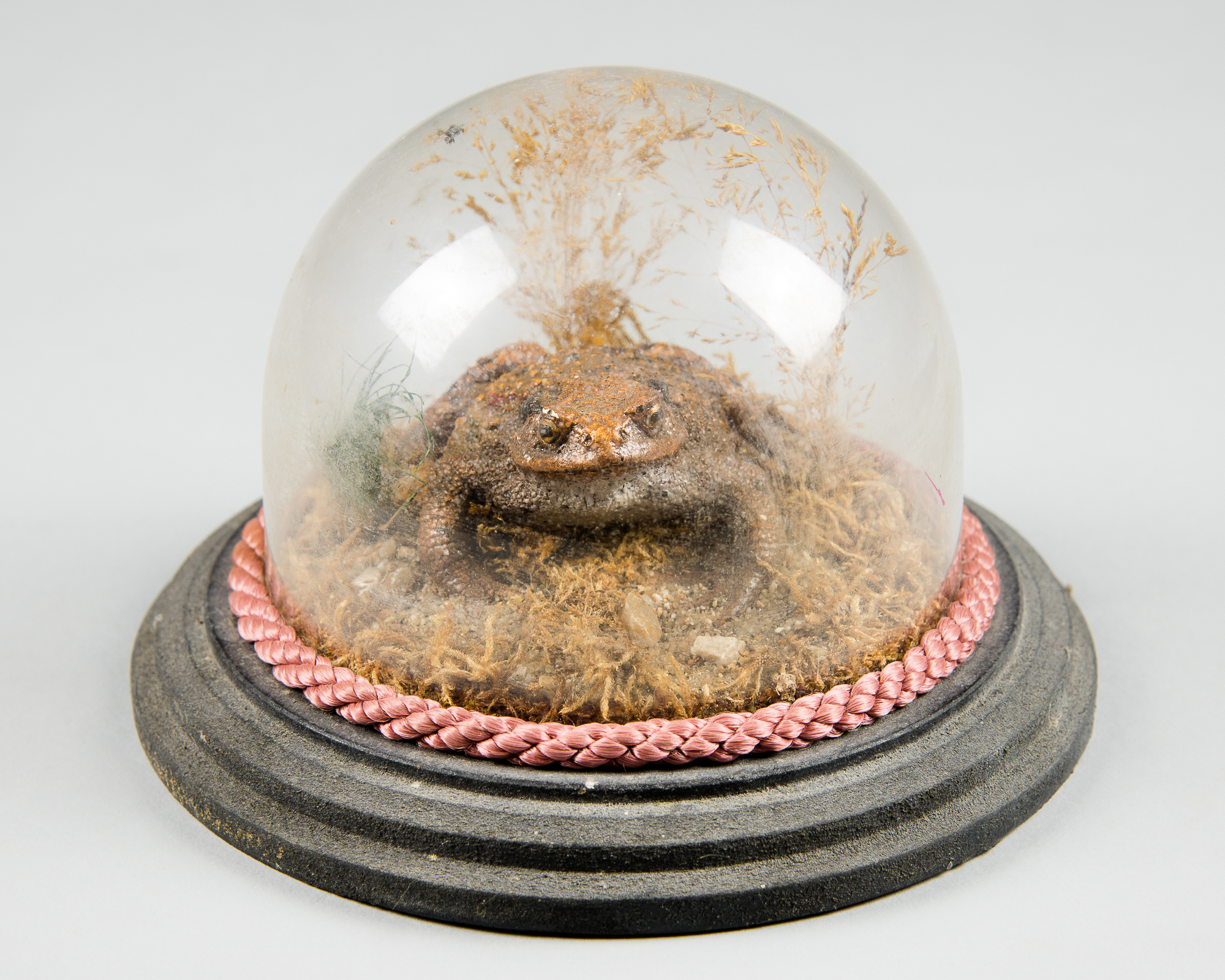 A 20TH CENTURY HAND PAINTED CAST OF A TOAD UNDER DOME. (h 12cm x w 17cm x d 17cm)