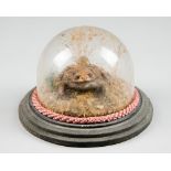 A 20TH CENTURY HAND PAINTED CAST OF A TOAD UNDER DOME. (h 12cm x w 17cm x d 17cm)