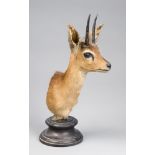 A 20TH CENTURY TAXIDERMY AFRICAN ANTELOPE SHOULDER MOUNT UPON EBONISED BASE.