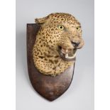 THEOBALD BROS OF MYSORE, A LATE 19TH CENTURY TAXIDERMY LEOPARD HEAD UPON OAK SHIELD. (h 36cm x w