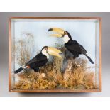 A PAIR OF 20TH CENTURY TAXIDERMY TOUCANS Mounted in a glazed case with a naturalistic setting. (h