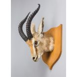 A 20TH CENTURY TAXIDERMY THOMSON'S GAZELLE MOUNTED HEAD UPON SHIELD.