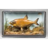 AN EARLY 20TH CENTURY TAXIDERMY BREAM Mounted in a glazed case with a naturalistic setting. (h