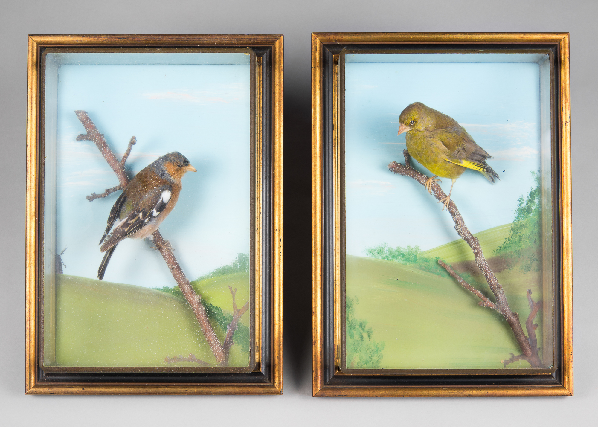 A PAIR OF 20TH CENTURY TAXIDERMY CASED BIRDS COMPRISING OF A CHAFFINCH AND A GREENFINCH.