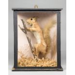 A 19TH CENTURY TAXIDERMY RED SQUIRREL Mounted in a glazed case with a naturalistic setting. (h
