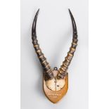 AN EARLY 20TH CENTURY SET OF ANTELOPE HORNS MOUNTED UPON OAK SHIELD.