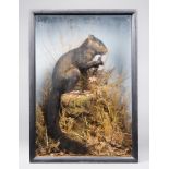 A LATE 19TH/EARLY 20TH CENTURY TAXIDERMY BLACK SQUIRREL Mounted in a glazed case with a naturalistic