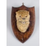 AN EARLY 20TH CENTURY TAXIDERMY OTTER HEAD UPON OAK SHIELD.