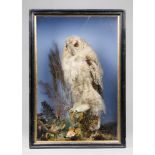 AN EARLY 20TH CENTURY TAXIDERMY OWL Mounted in a glazed case with a naturalistic setting.