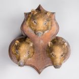 A LATE 19TH/EARLY 20TH CENTURY TAXIDERMY TRIO OF WILD BOAR PIGLETS UPON OAK SHIELD.