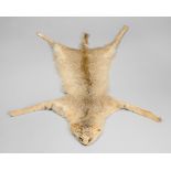A LATE 20TH CENTURY TAXIDERMY JUNGLE CAT SKIN WITH MOUNTED HEAD. (l 100 x w 79cm)