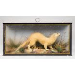 A LATE 19TH CENTURY TAXIDERMY STOAT Mounted in a glazed case with a naturalistic setting.