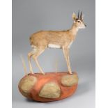 A TAXIDERMY GREY DUIKER FULL MOUNT UPON A NATURALISTIC BASE For wall mounting. Namibia September