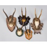 A 19TH/20TH CENTURY GROUP OF MOUNTED ANTLERS AND HORNS.