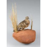 A TAXIDERMY BURCHELL'S SANDGROUSE WALL MOUNT UPON A NATURALISTIC BASE Namibia September 2008.