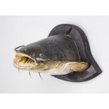 AN EARLY 20TH CENTURY TAXIDERMY CATFISH HEAD UPON OAK SHIELD.