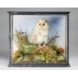 A LATE 19TH CENTURY TAXIDERMY BARN OWL CHICK Mounted in a glazed case with a naturalistic setting.