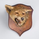 PETER SPICER & SONS, AN EARLY 20TH CENTURY TAXIDERMY FOX MASK UPON OAK SHIED Inscription to