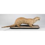 A LATE 19TH/EARLY 20TH CENTURY TAXIDERMY FULL MOUNT OTTER UPON A NATURALISTIC BASE. (l 94cm)