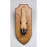 EDWARD GERRARD & SONS, A 20TH CENTURY TAXIDERMY DEER FOOT UPON OAK SHIELD.