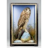 JAMES HUTCHINGS, A LATE 19TH CENTURY TAXIDERMY SHORT-EARED OWL Mounted in a glazed case with a