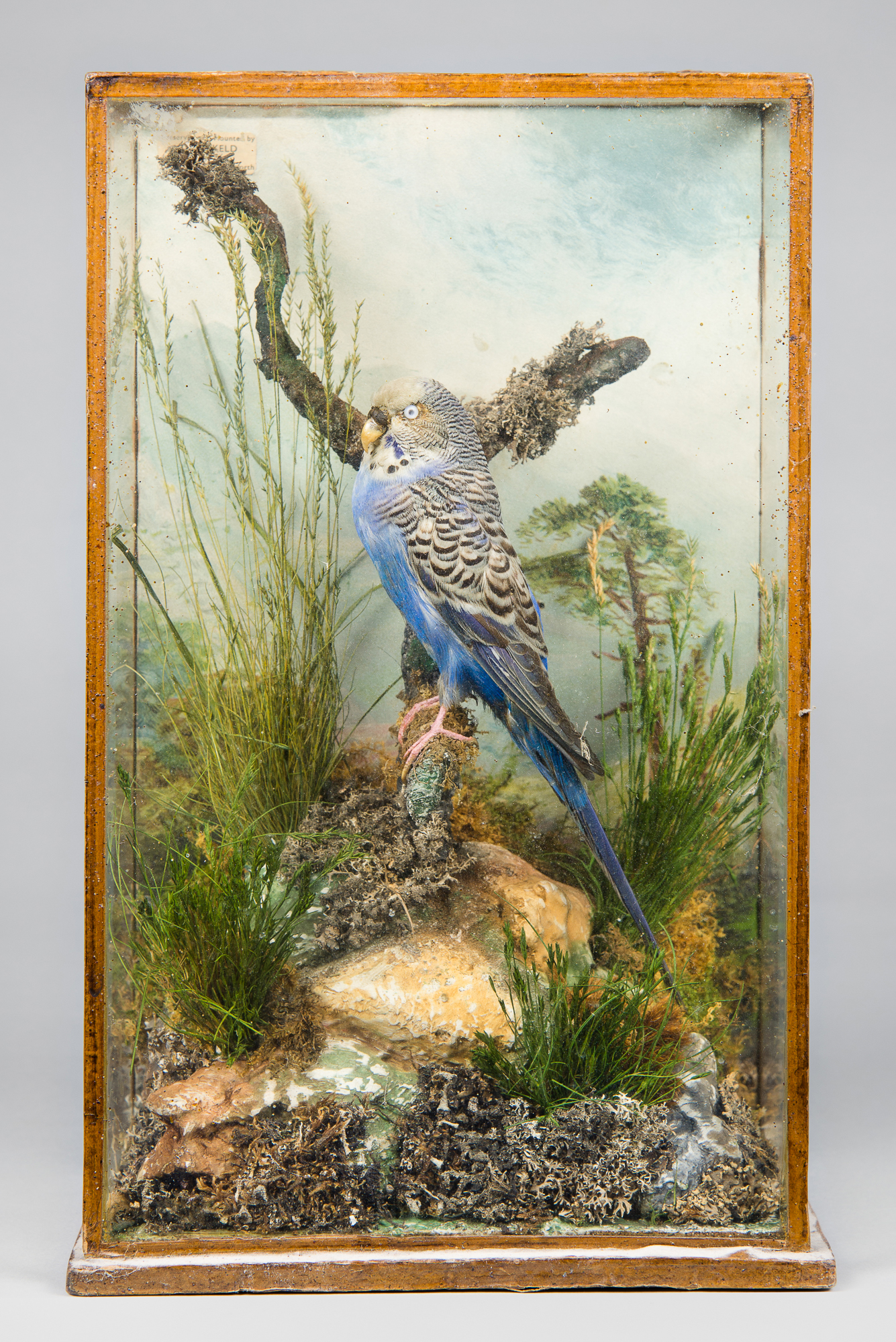 T. SALKED, A LATE 19TH/EARLY 20TH CENTURY TAXIDERMY BUDGERIGAR Mounted in a glazed case with a