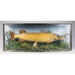 A LATE 19TH/EARLY 20TH CENTURY TAXIDERMY PIKE Mounted in a glazed bow front case with a naturalistic