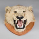 A LATE 19TH CENTURY TAXIDERMY LION HEAD (h 53cm x w 46cm x d 22cm)