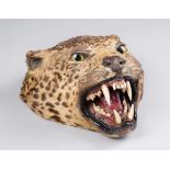 A LATE 19TH CENTURY TAXIDERMY LEOPARD HEAD. (h 34cm x w 31cm x d 18cm)