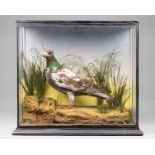 A LATE 19TH CENTURY TAXIDERMY PIGEON Mounted in a glazed case with a naturalistic setting. (h 36cm x